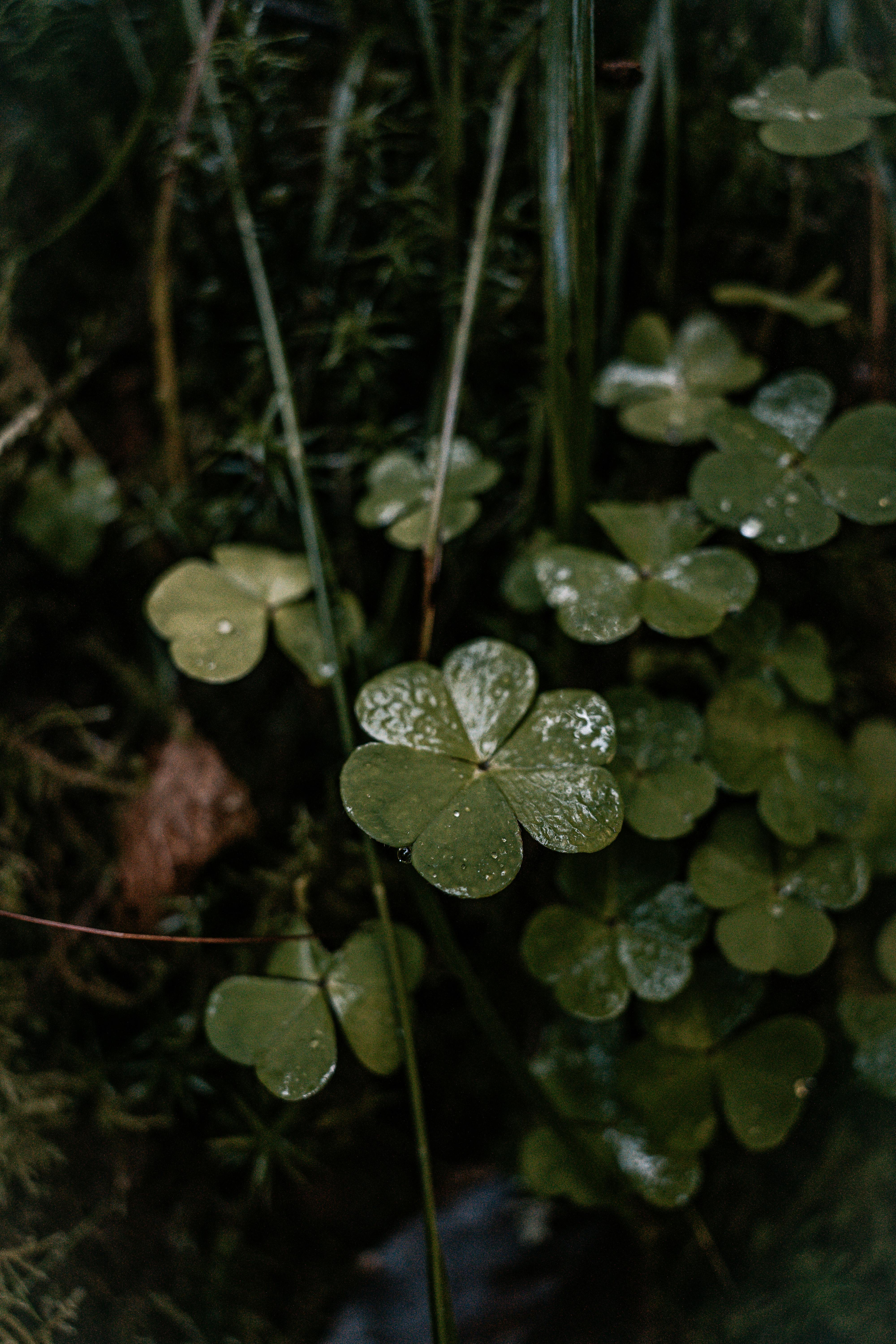 Macro shot of wet clover leaves with dew in a natural forest setting, creating a fresh and serene atmosphere.