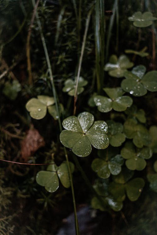 A close up of four leaf clovers in the forest