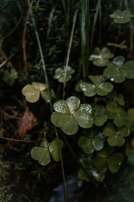Macro shot of wet clover leaves with dew in a natural forest setting, creating a fresh and serene atmosphere.