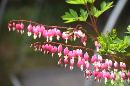 Základová fotografie zdarma na téma estetické tapety, extrémní zblízka, flóra