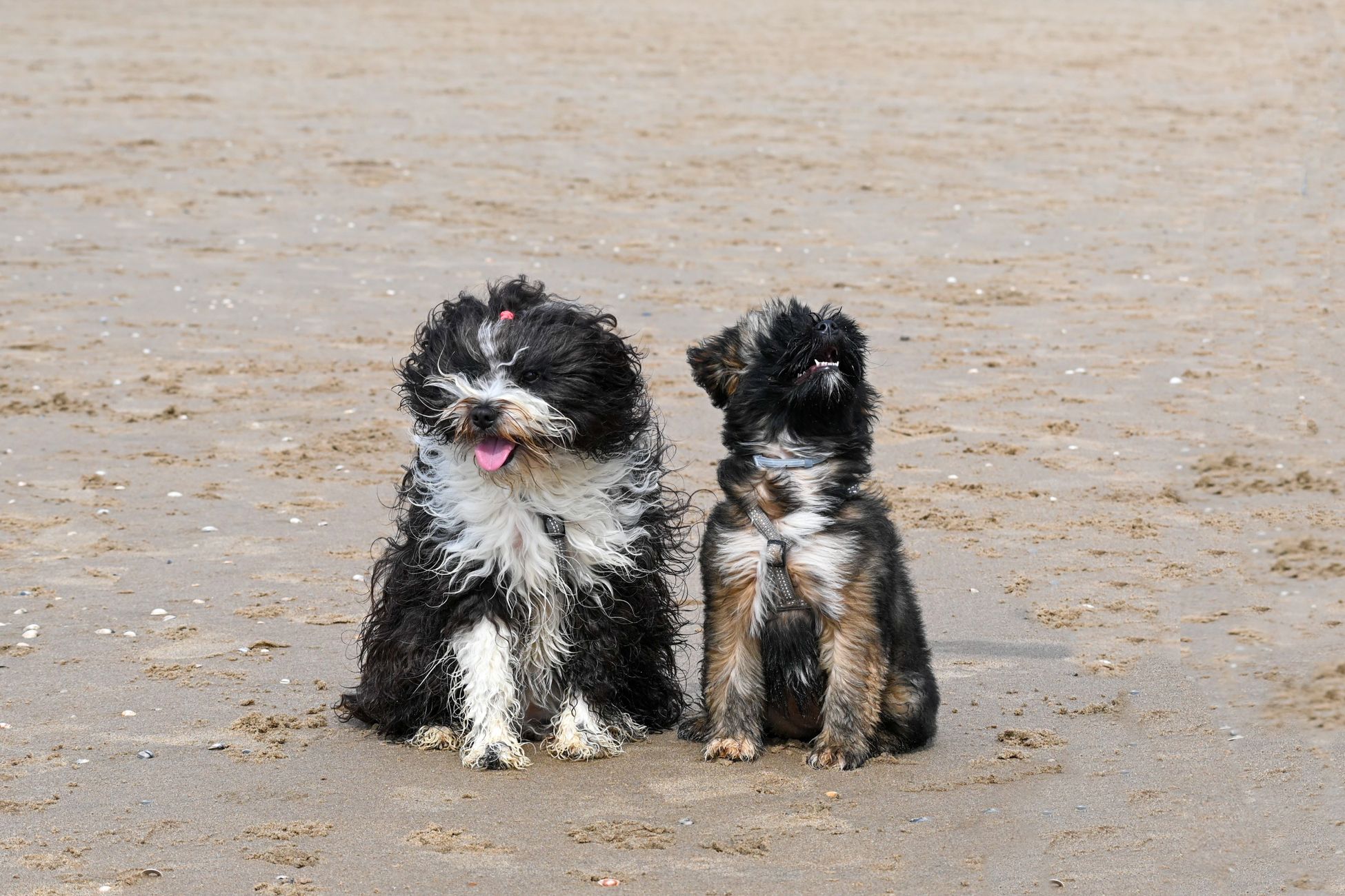 Hond bijt andere hond dood op camperplaats