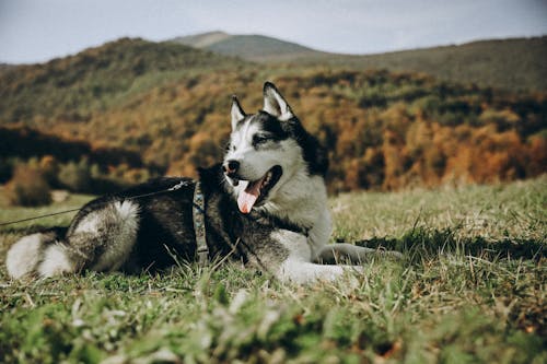 A husky dog laying on the grass in front of a mountain