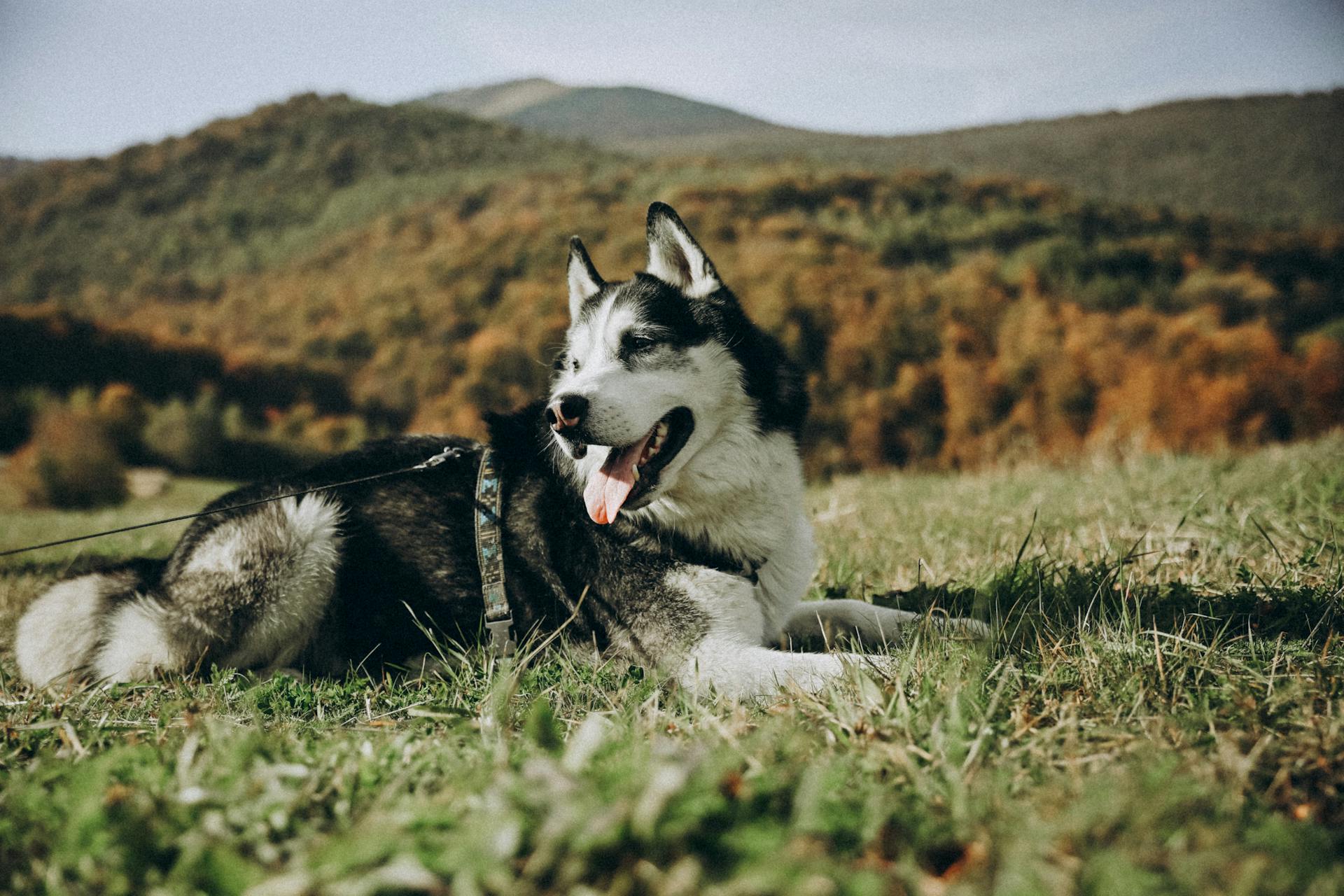 Husky Lying Down in Grass