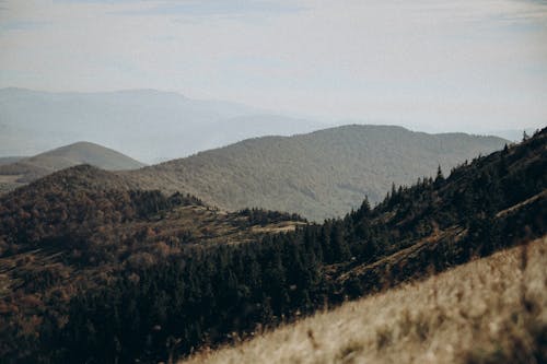 Základová fotografie zdarma na téma kopce, krajina, les