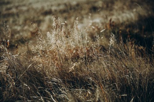 Free Golden grass field with sunlight filtering through, creating a serene and soft landscape view. Stock Photo