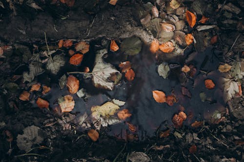 A small puddle of water with leaves on the ground