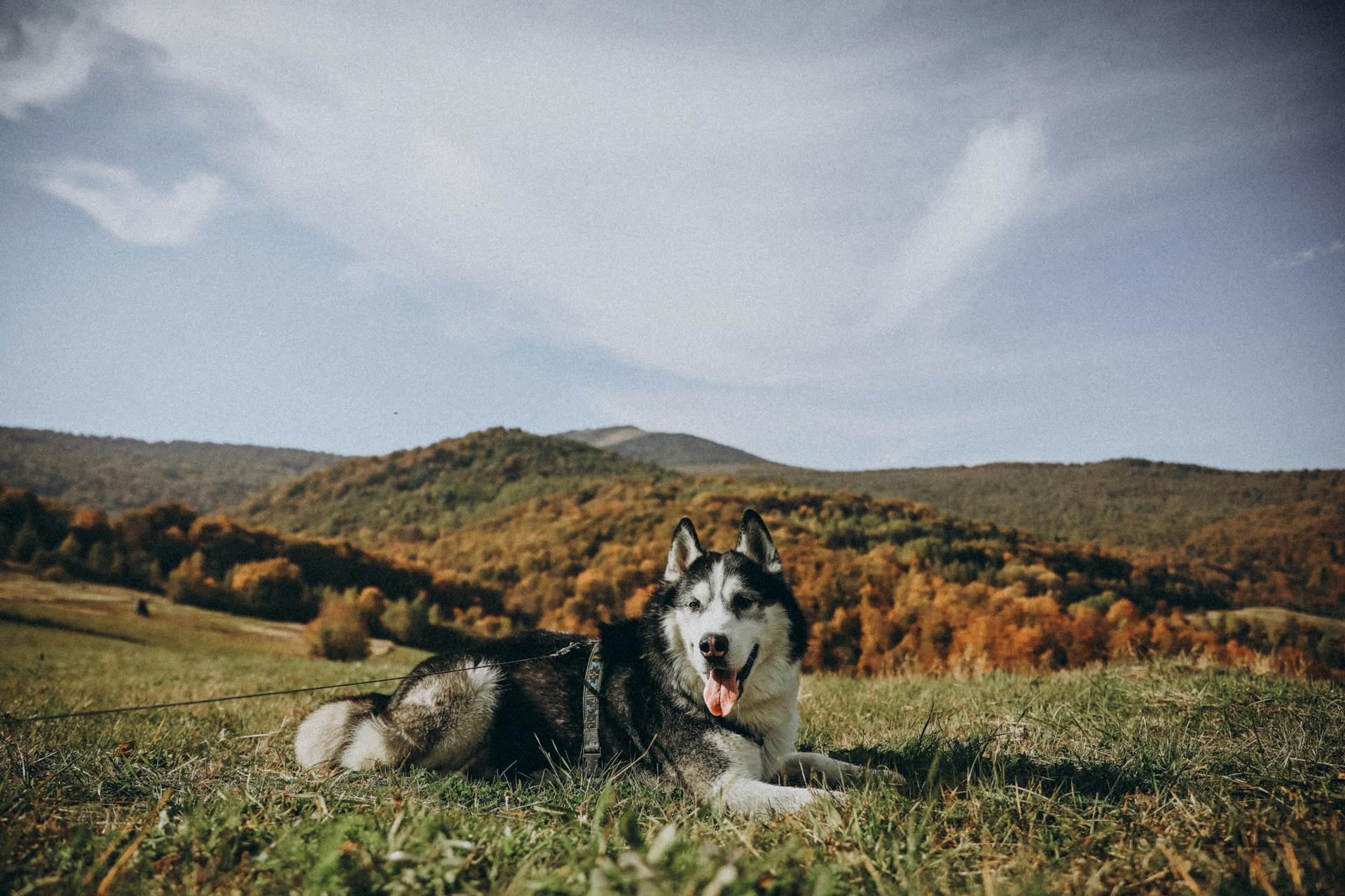 Husky Dog in Mountains