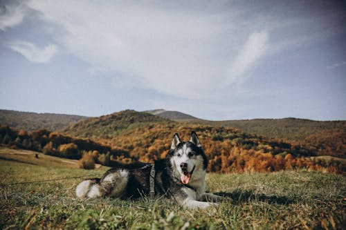 Free Husky Dog in Mountains Stock Photo