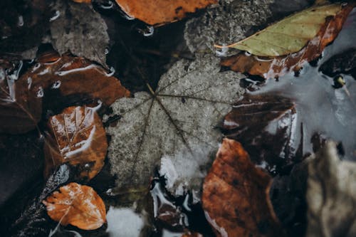 Immagine gratuita di autunno, bagnato, cadere