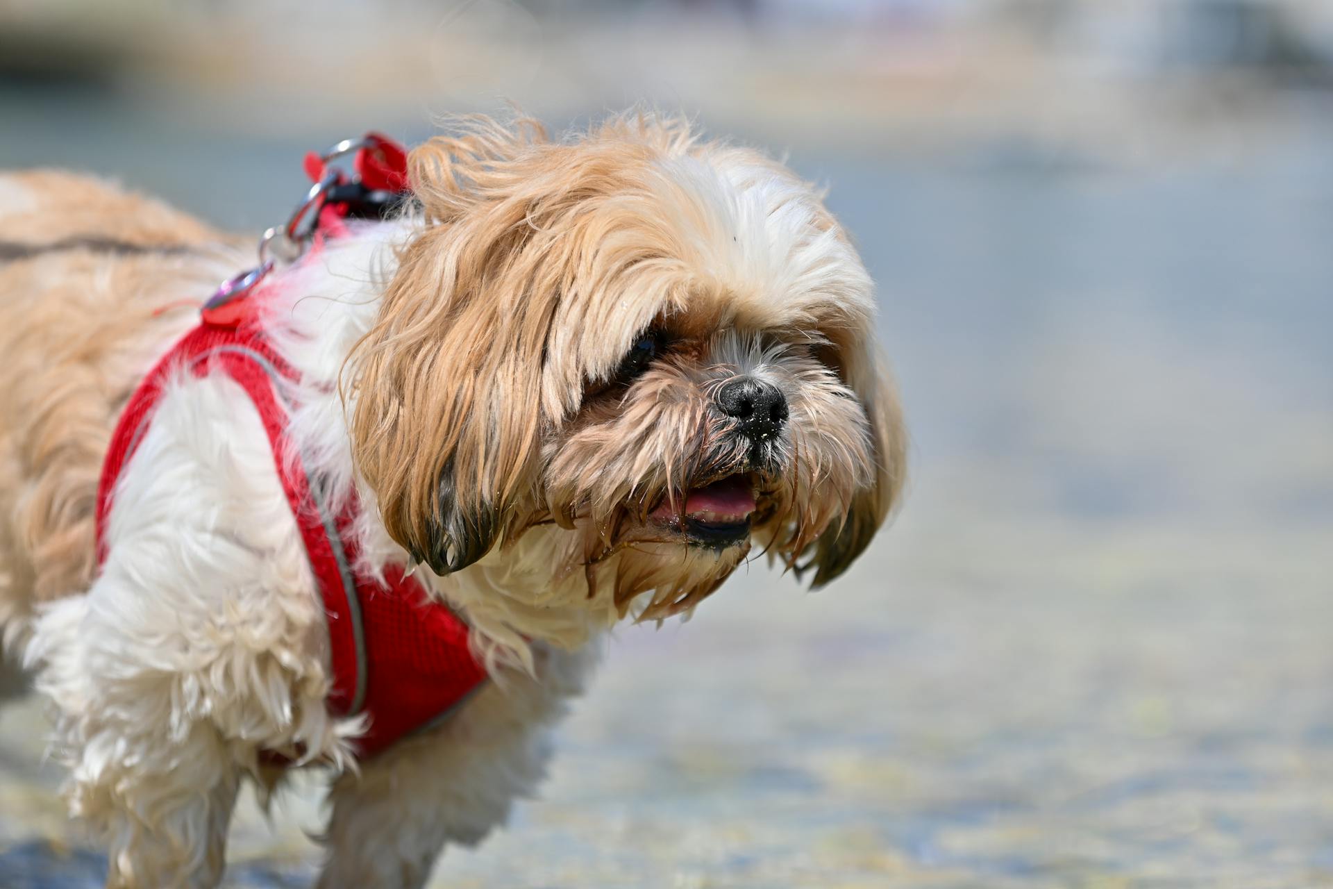 Un chien Shih Tzu au harnais rouge