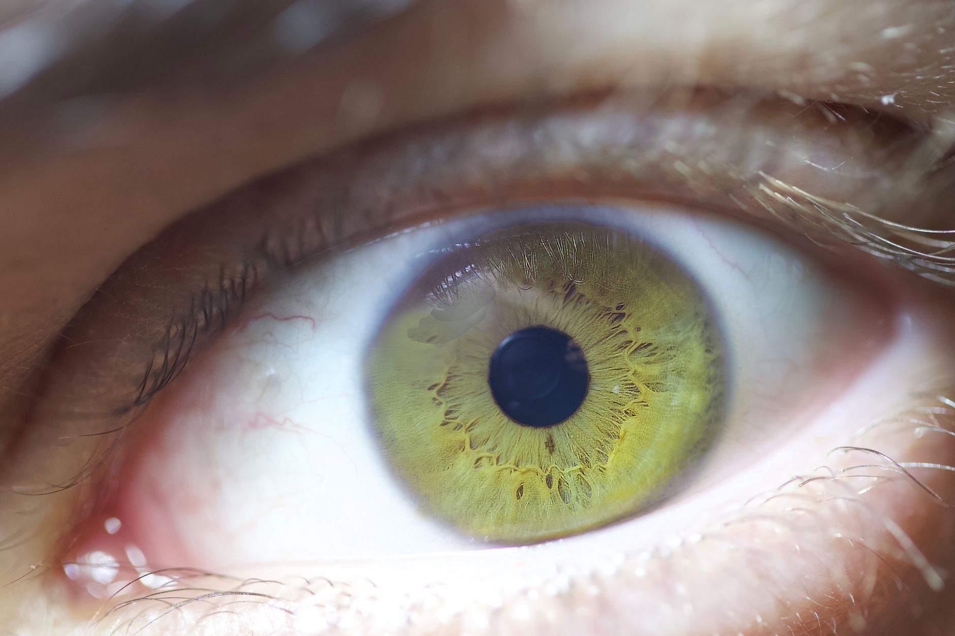 Cientistas 'ressuscitam' visão em olhos após a morte