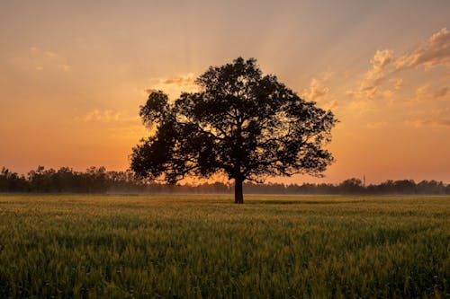 altın rengi gün batımı, buğday, buğday çimeni içeren Ücretsiz stok fotoğraf