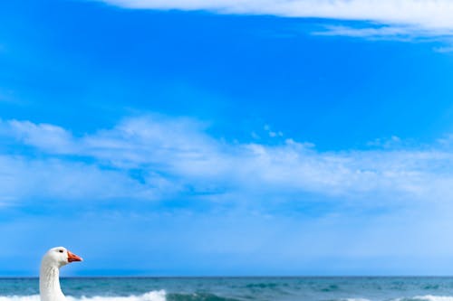 Безкоштовне стокове фото на тему «гусак, морське узбережжя, на пляжі»