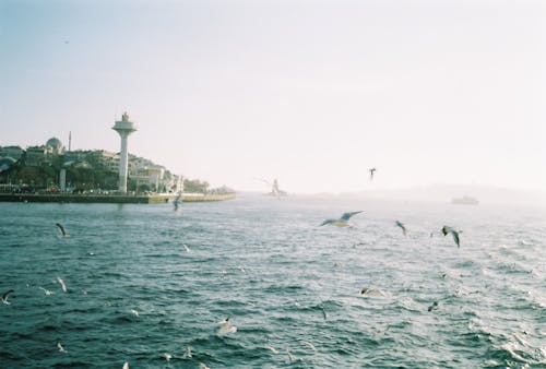A view of the water with birds flying over it