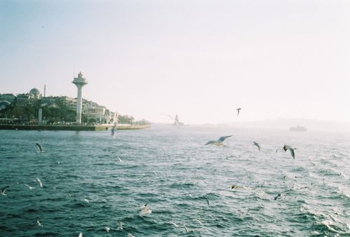Free A flock of seagulls flying over the Bosporus Strait in Istanbul with cityscape and landmarks in the background. Stock Photo
