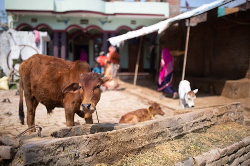 Hindistan, hint sığırı, kirsal hi̇ndi̇stan içeren Ücretsiz stok fotoğraf