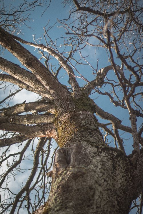 Free Upward view of a towering leafless tree against a bright blue sky, capturing the essence of bare branches in fall. Stock Photo