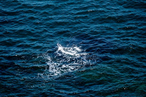 A whale swimming in the ocean near a boat