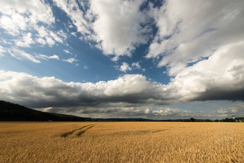 Foto d'estoc gratuïta de agricultura, arable, blat