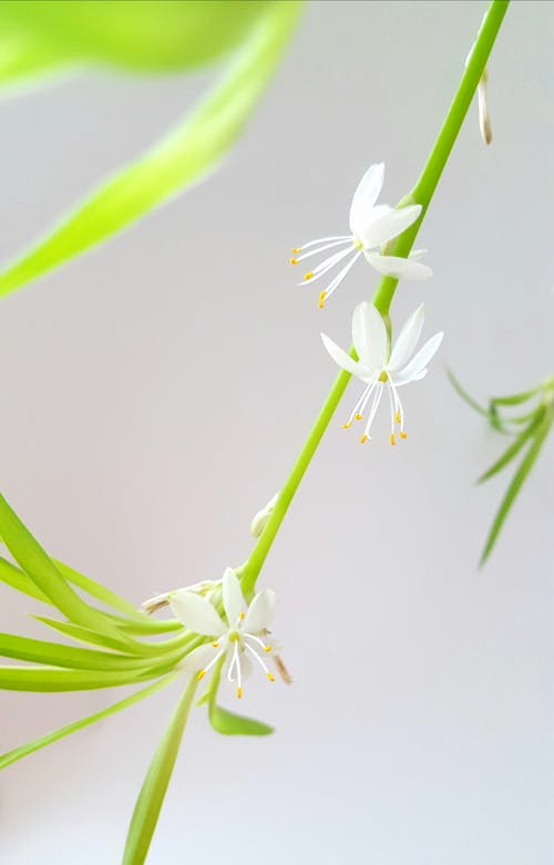 白花的特写照片