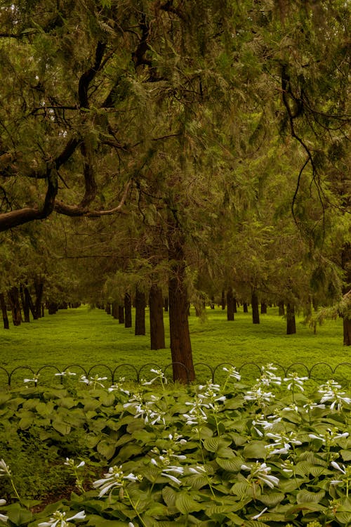 Foto profissional grátis de árvores grandes, árvores verdes, jardim