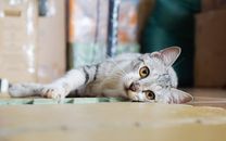 一只灰色的虎斑猫安静地躺在室内地板上，眼睛引人注目