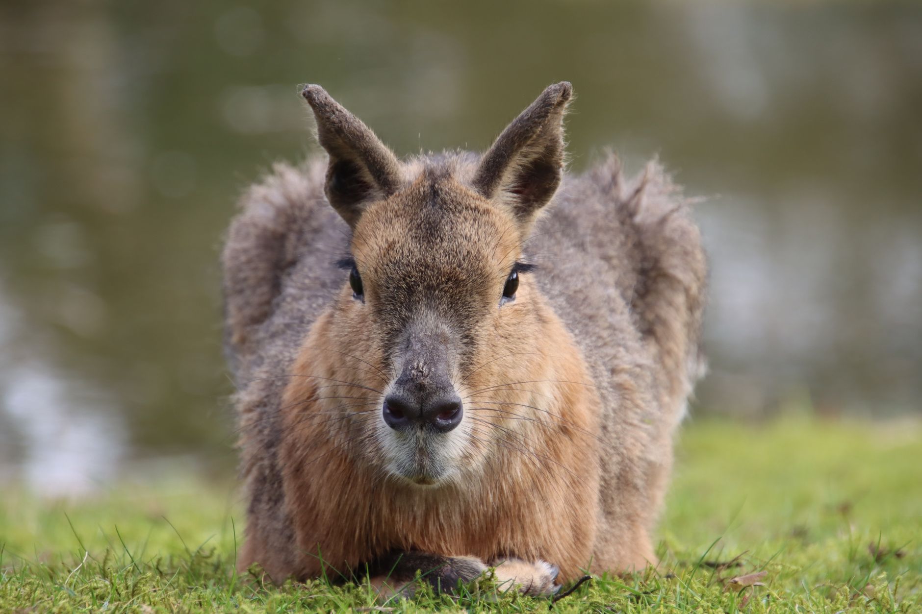 pexels-photo-25233195 Les animaux qui commencent par X, une biodiversité aussi rare que méconnue