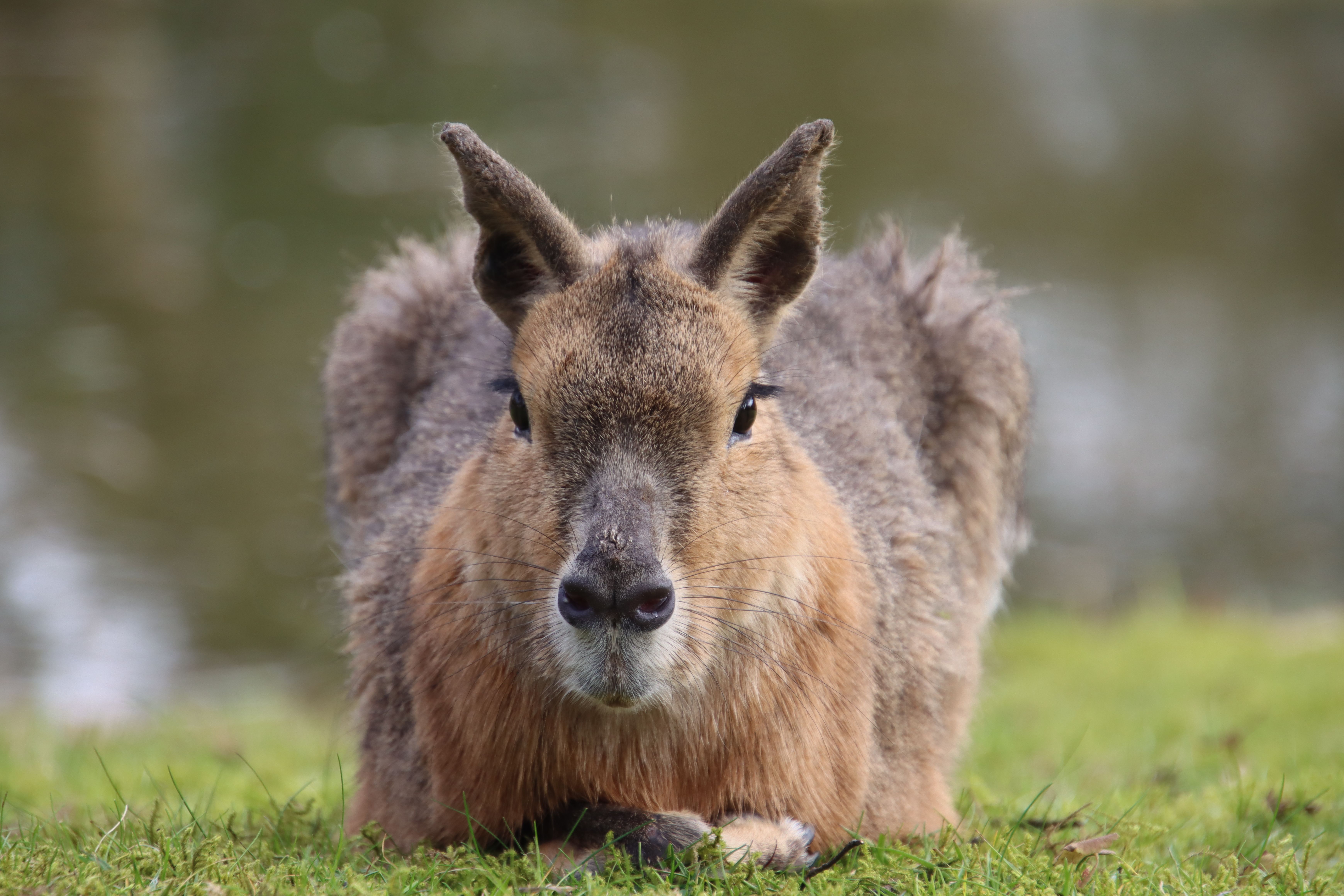 Peter Rabbit Photos, Download The BEST Free Peter Rabbit Stock Photos ...