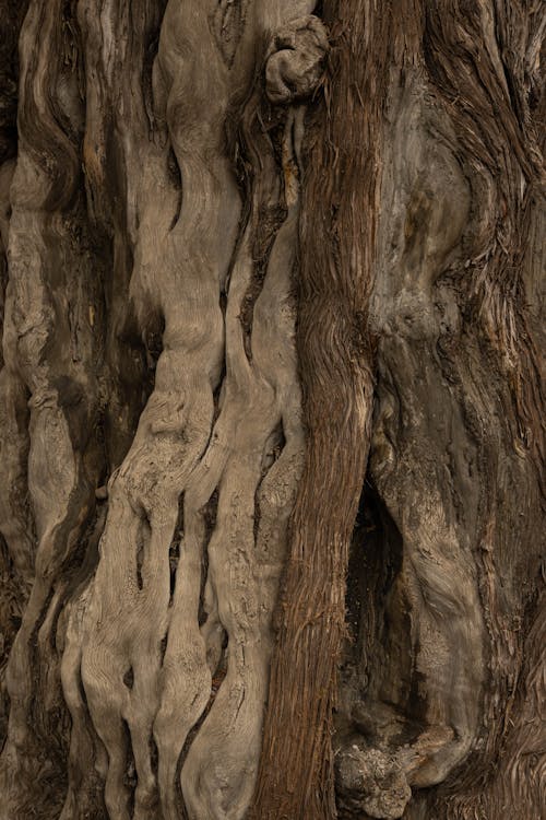 Безкоштовне стокове фото на тему «старого дерева»