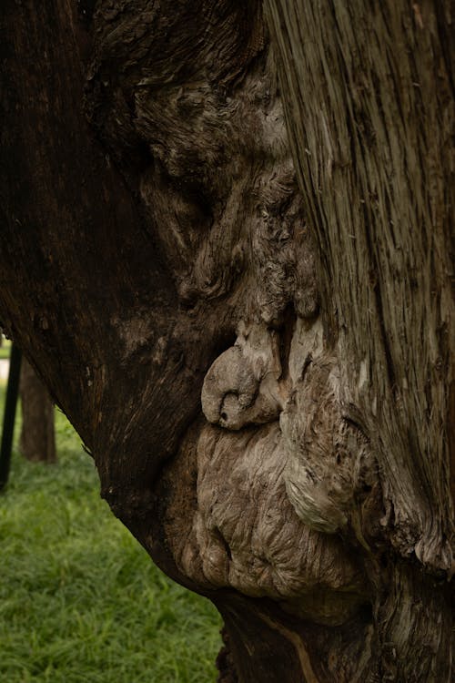 A close up of a tree trunk with a face carved into it