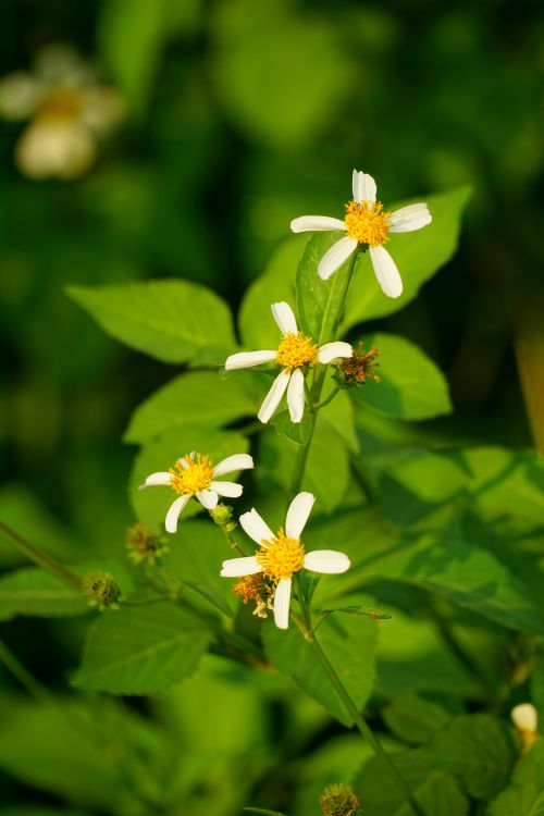 Free Beautiful white wildflowers blooming against vibrant green foliage in a natural forest environment. Stock Photo