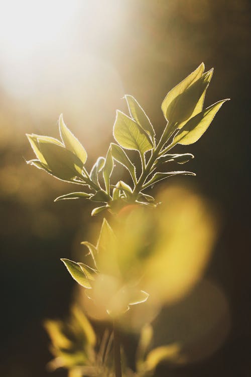 Free Selective Focus Photo of Green-Leafed Plant Stock Photo
