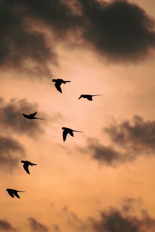 Free Silhouette of birds flying in a dramatic sky at sunset, depicting a serene and tranquil scene. Stock Photo