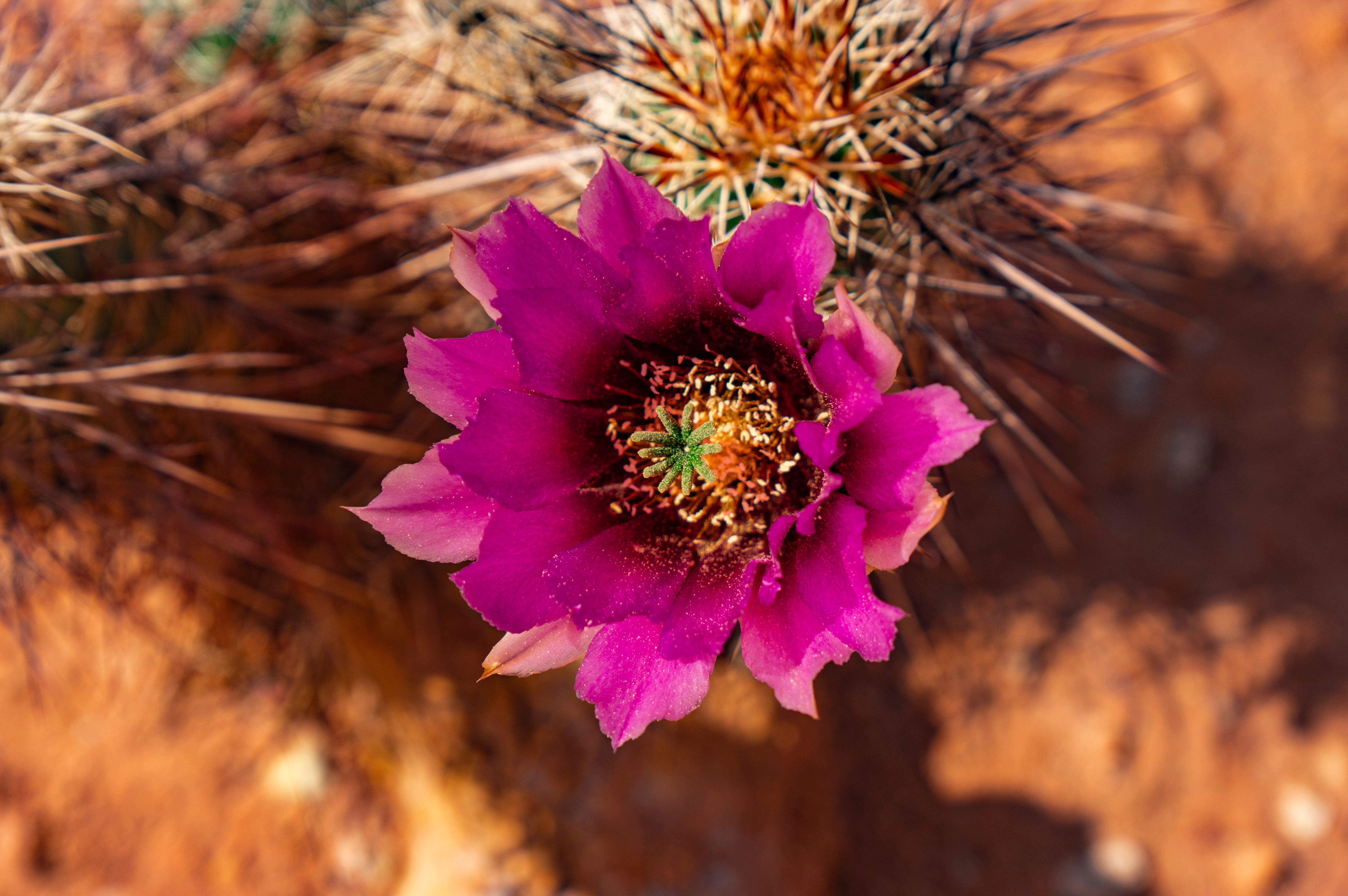 Cactus Sports, an independent ASU merchandise store, is thriving in Tempe — Photo by Laszlo Magyar on Pexels