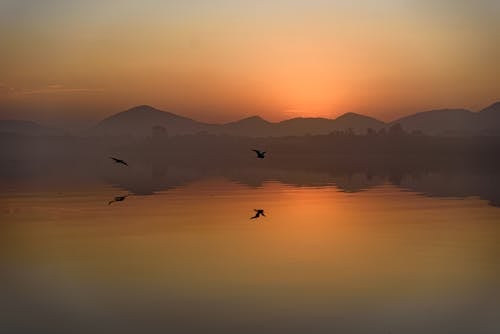 Güneş, manzara, passã¡ros içeren Ücretsiz stok fotoğraf