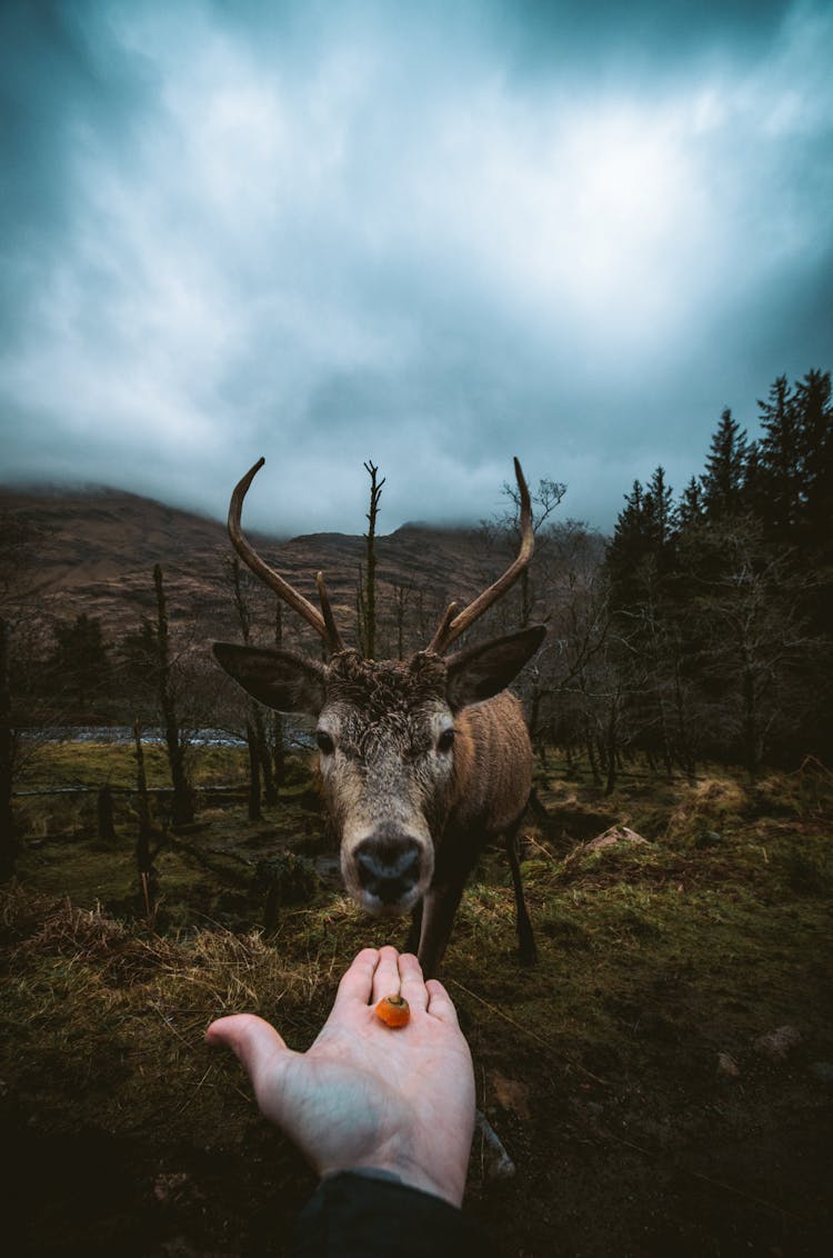 Person Offering Orange Fruit To A Deer During Day