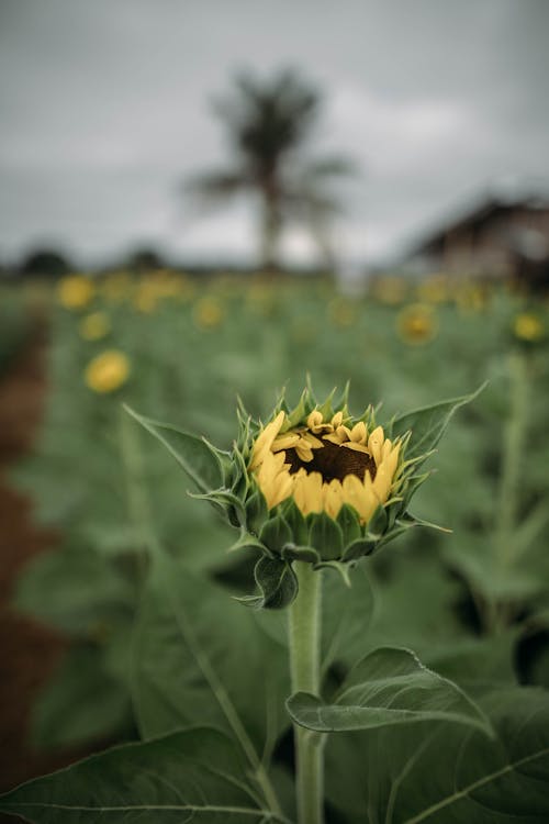 Close-Up Photo of Sunflower