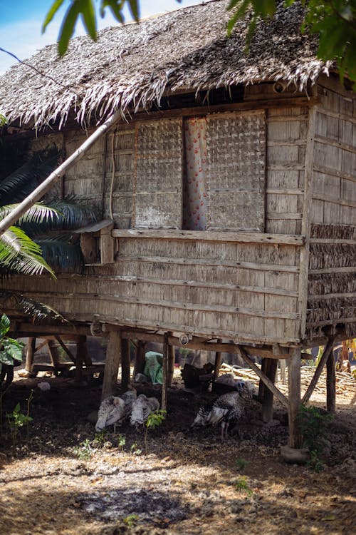 Brown Hut Beside Tree