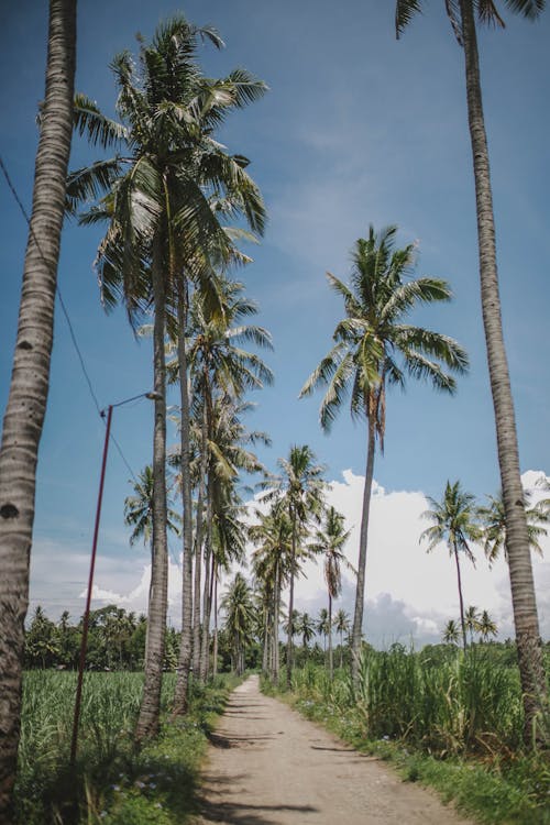 코코넛 나무 사이의 통로