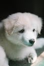 一只毛茸茸的白色可爱小狗在室内被拍摄，镜头柔和而梦幻
