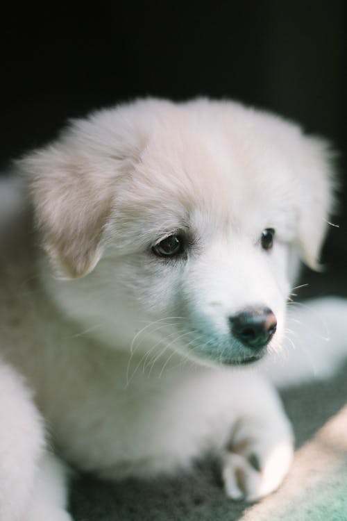 Free Close-up Photo of a Small Short-coated White Puppy Stock Photo