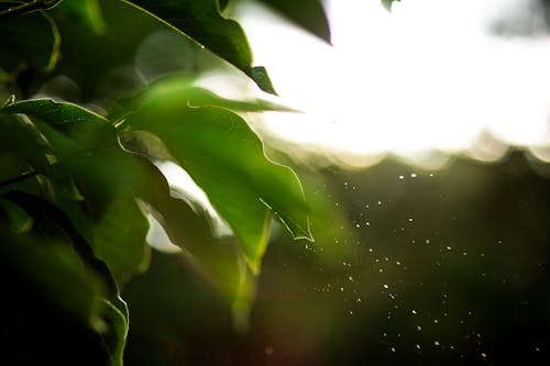  Green Leaves  on a Blurred Background