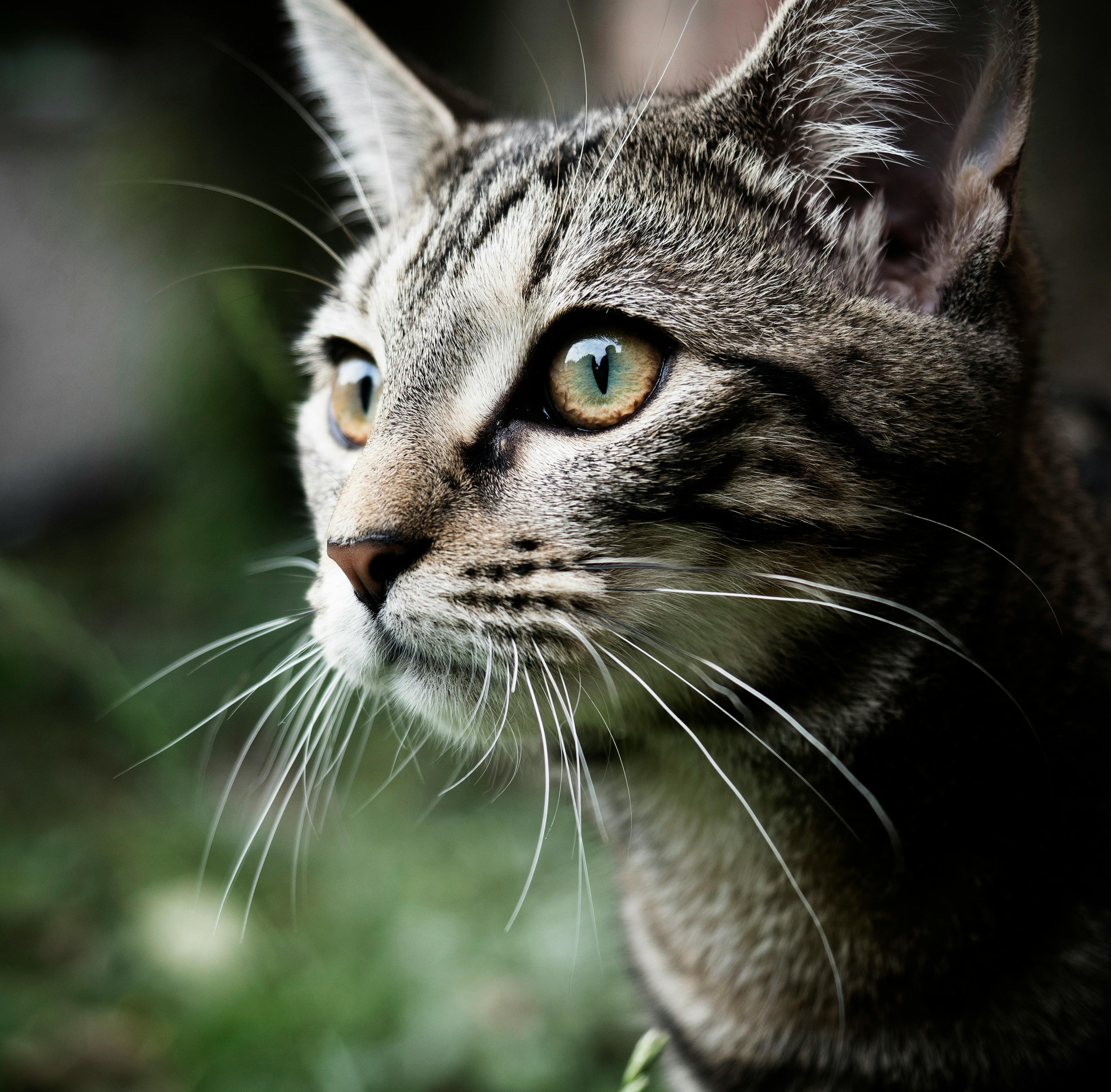 grey cat close up photography