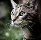 这是一张在户外拍摄的虎斑猫的详细特写，它的一只眼睛格外引人注目