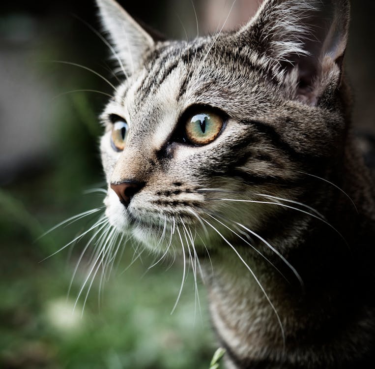 Free Grey Cat Close-up Photography Stock Photo
