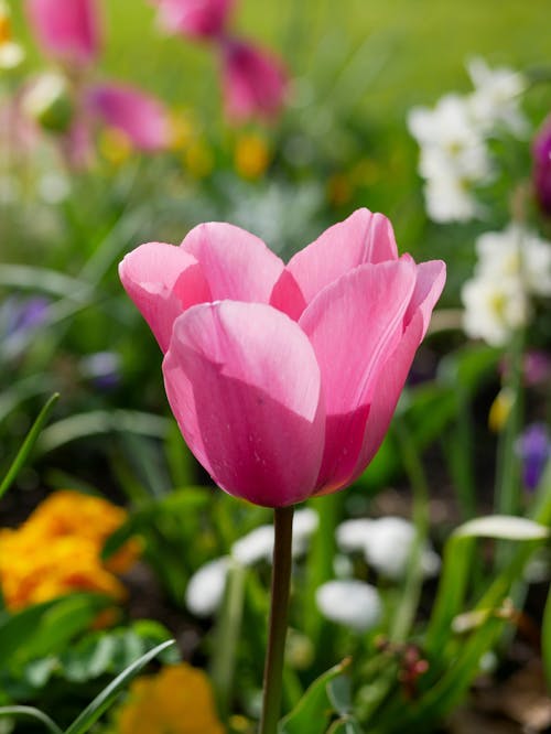 A pink tulip is in a garden with other flowers