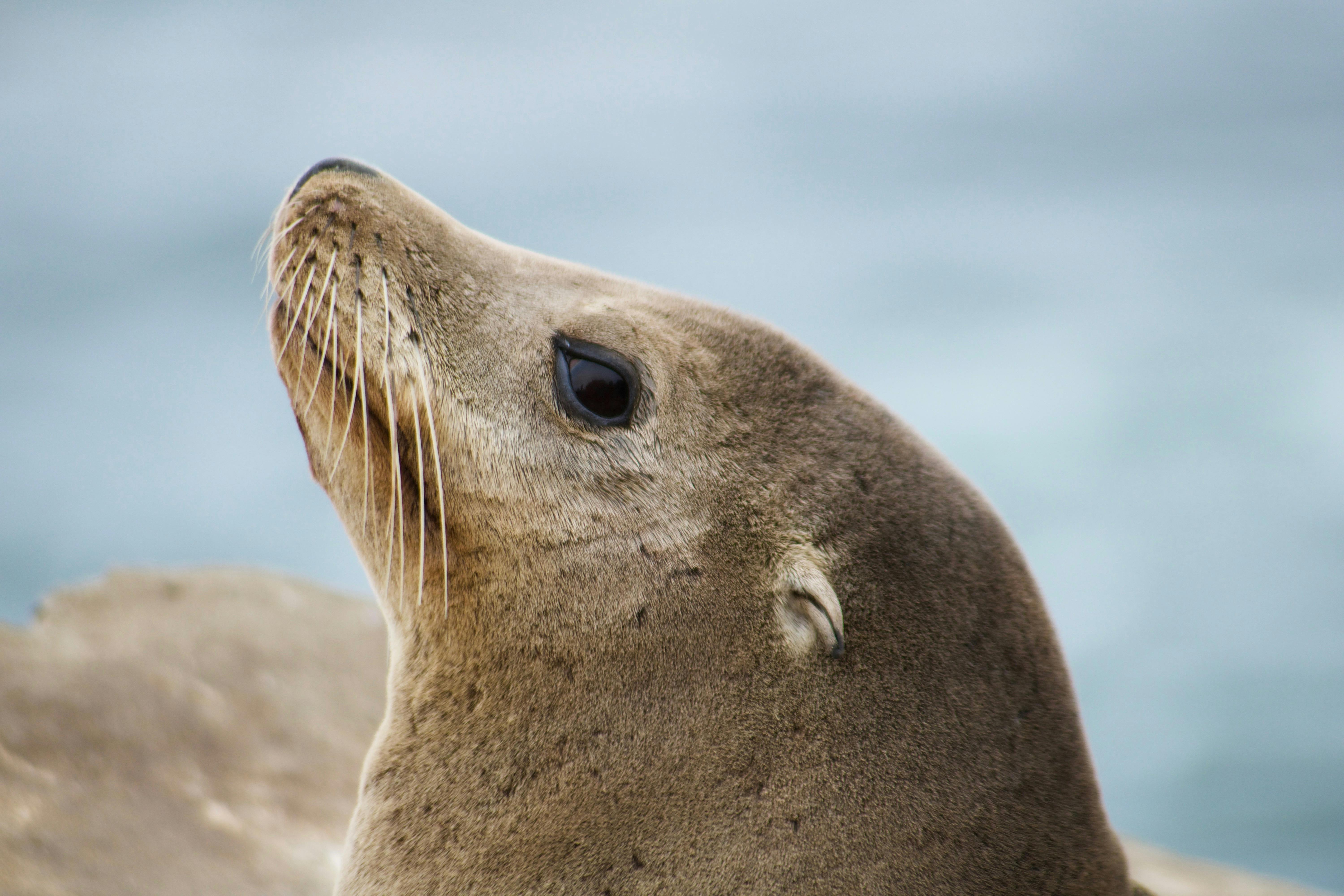 Grey Sea Lion · Free Stock Photo