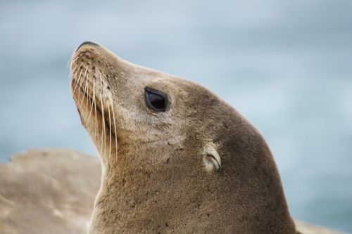 Free Detailed close-up of a California sea lion looking into the distance, showcasing its natural beauty and habitat. Stock Photo