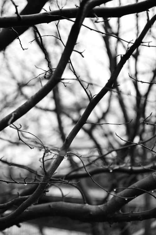 Free Artistic black and white shot of intricate bare tree branches with raindrops. Stock Photo