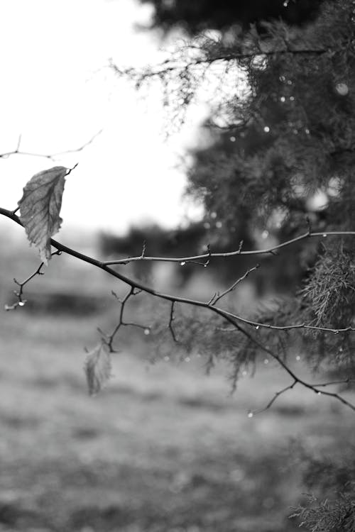 Imagine de stoc gratuită din alb-negru, aparat foto analog, arbore